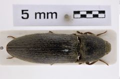 Foto (Dorsalansicht) von Melanotus vignai (Platia & Schimmel, 2001) (NHMW-ZOO-COL-0007726)